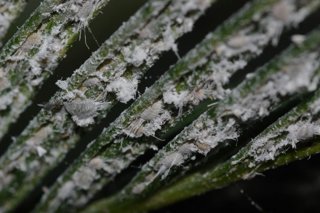 Cocciniglie su Cycas: Pseudococcidae